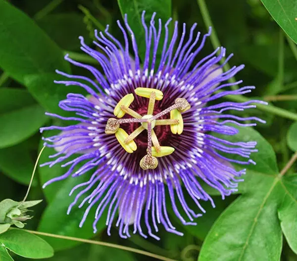 top ten most beautiful flowers in the world