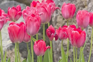 10 Most Beautiful Flowers in the World with Pictures 10 Most Beautiful Flowers in the World with Pictures