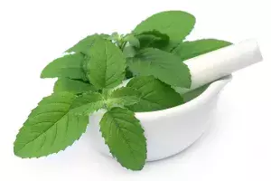 Medicinal Plants Benefits Medicinal Plants Benefits