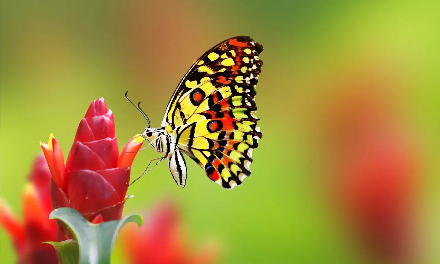 best flowers that attract butterflies