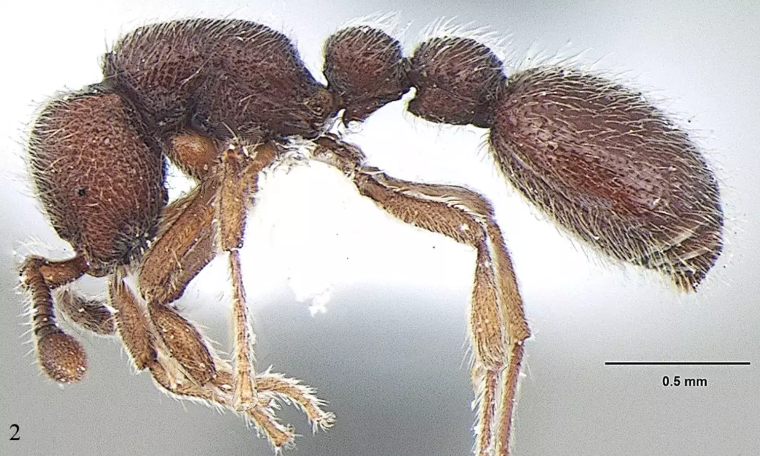 Ooceraea Joshi: Two new ant species discovered in Kerala, Tamil Nadu
