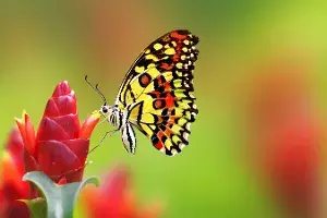 best flowers that attract butterflies best flowers that attract butterflies