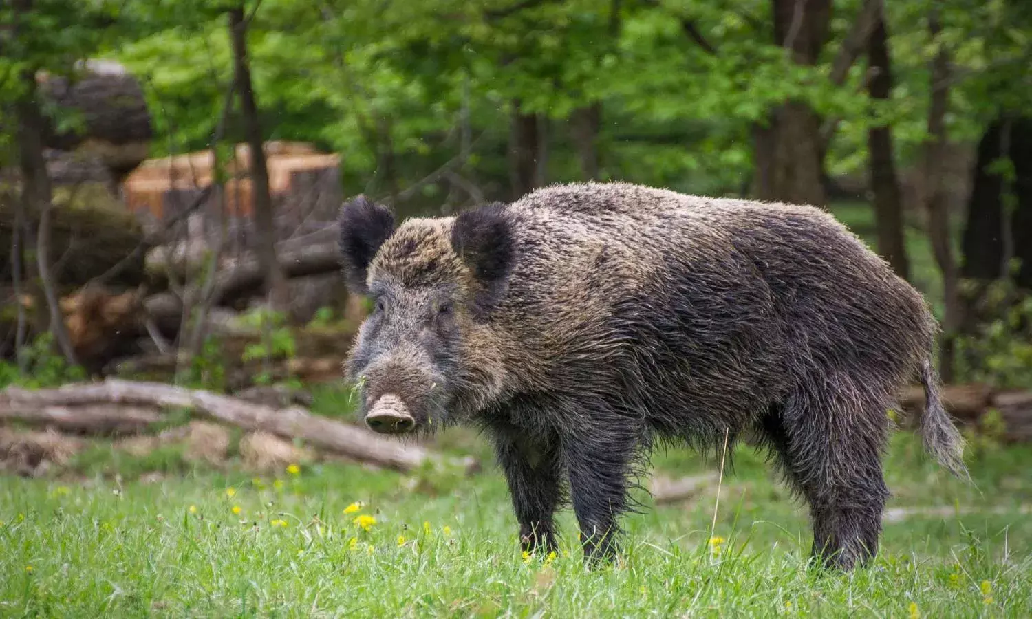 In Telangana, Sarpanches can now shoot down wild boars: Govt order