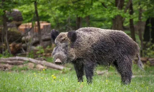 In Telangana, Sarpanches can now shoot down wild boars: Govt order