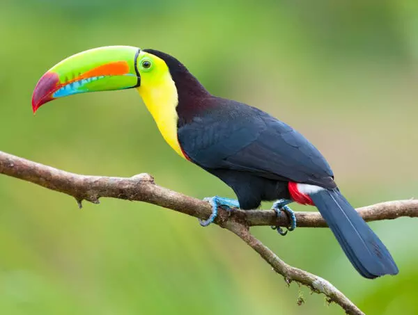Beautiful Birds: 10 Most Attractive Species on the Planet!