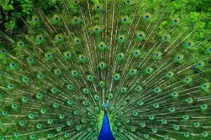 Beautiful Birds: 10 Most Attractive Species on the Planet! Beautiful Birds: 10 Most Attractive Species on the Planet!