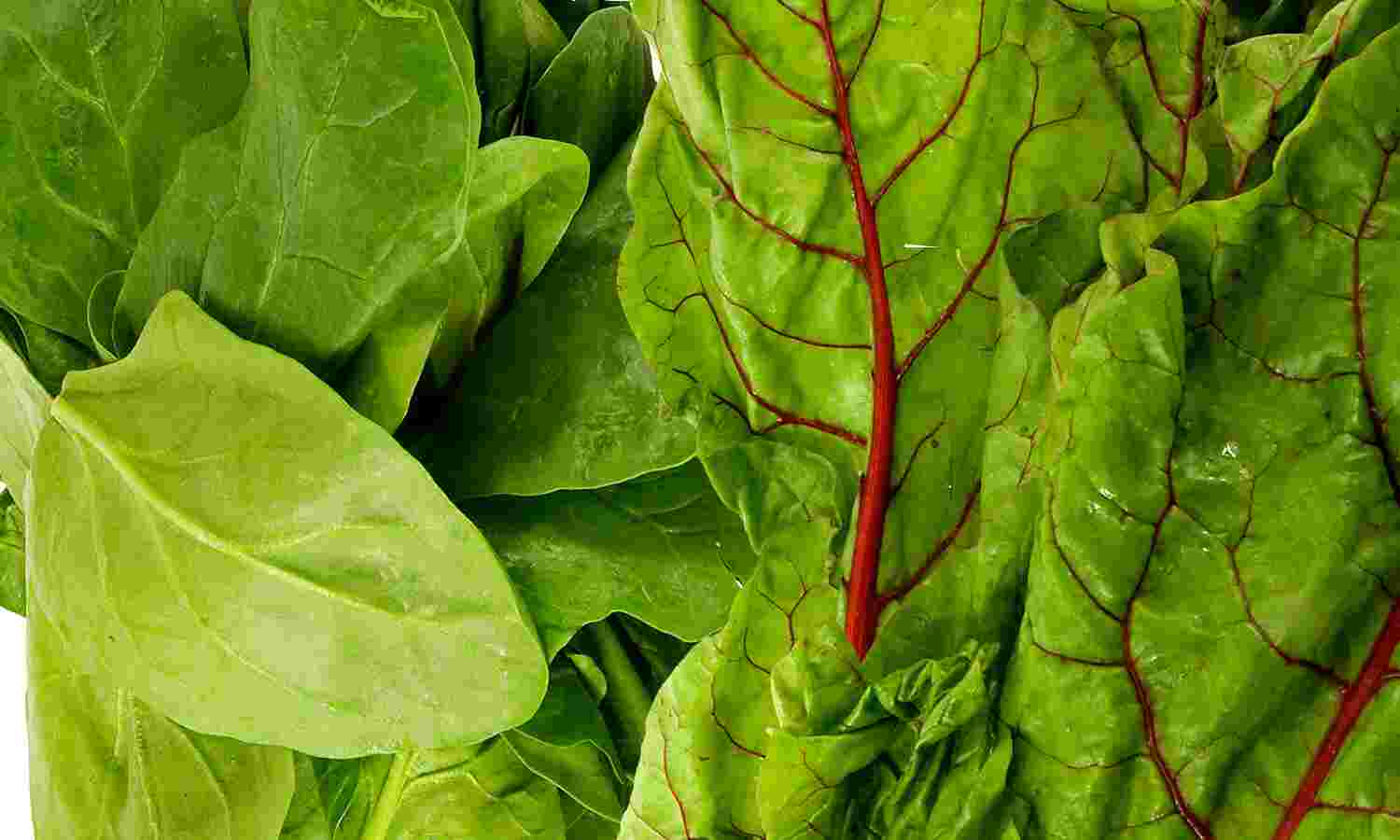 Green Leafy Vegetables Names