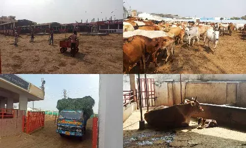 Satyam Shivam Sundaram: A home to 5700 rescued cows