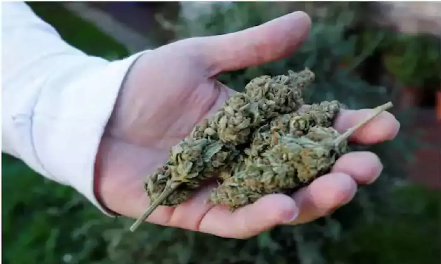 24.1 kg of marijuana seized in Vikarabad, 4 held