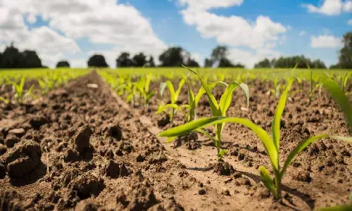 Nitrogenous fertilizer use affects soil health, crop productivity