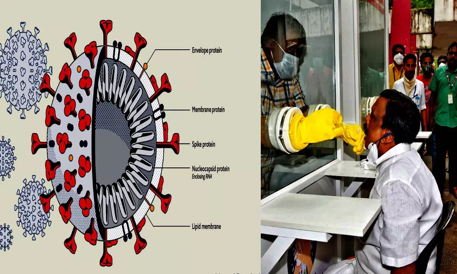 `Spike Protein of virus remains same even if person is reinfected by COVID 19: CCMB study