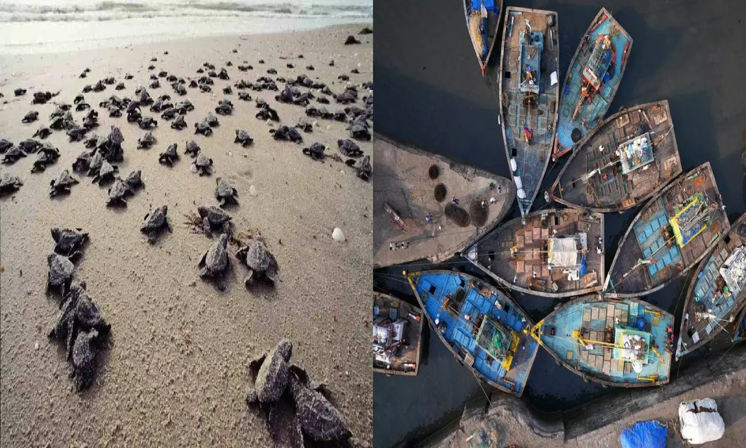 Mechanized trawlers kill more turtles than marine pollution in coastal Vizag: NIO study