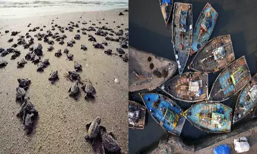 Mechanized trawlers kill more turtles than marine pollution in coastal Vizag: NIO study