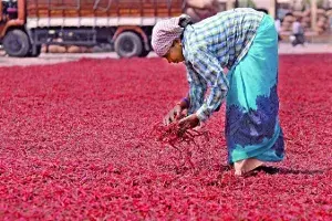Too hot to handle: Andhra chilies set to make international debut Too hot to handle: Andhra chilies set to make international debut