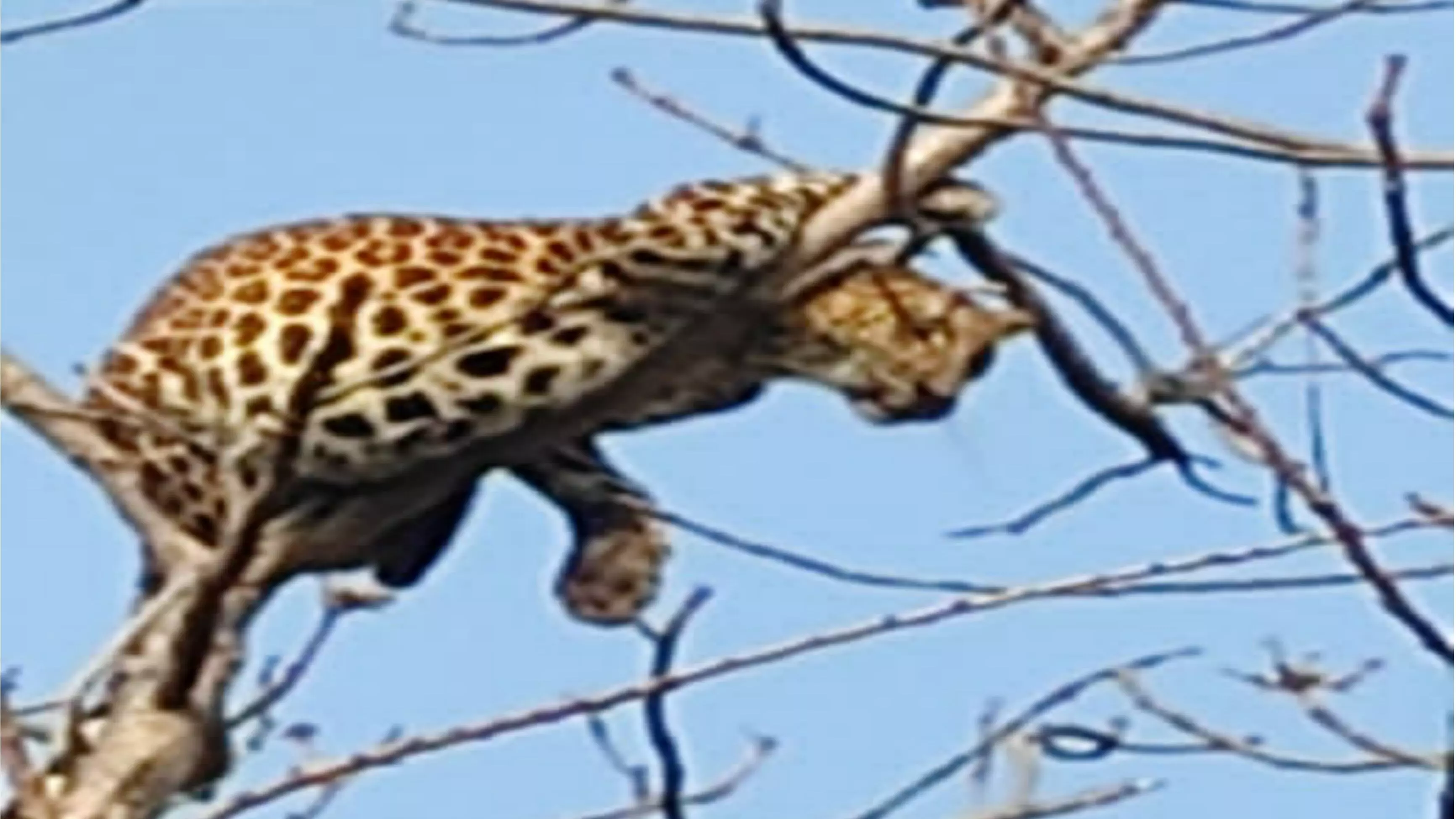 Video:  Leopard spotted relaxing on a treetop outside forest in Telangana