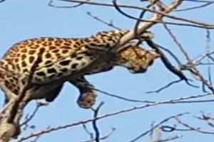 Video: Leopard spotted relaxing on a treetop outside forest in Telangana Video: Leopard spotted relaxing on a treetop outside forest in Telangana