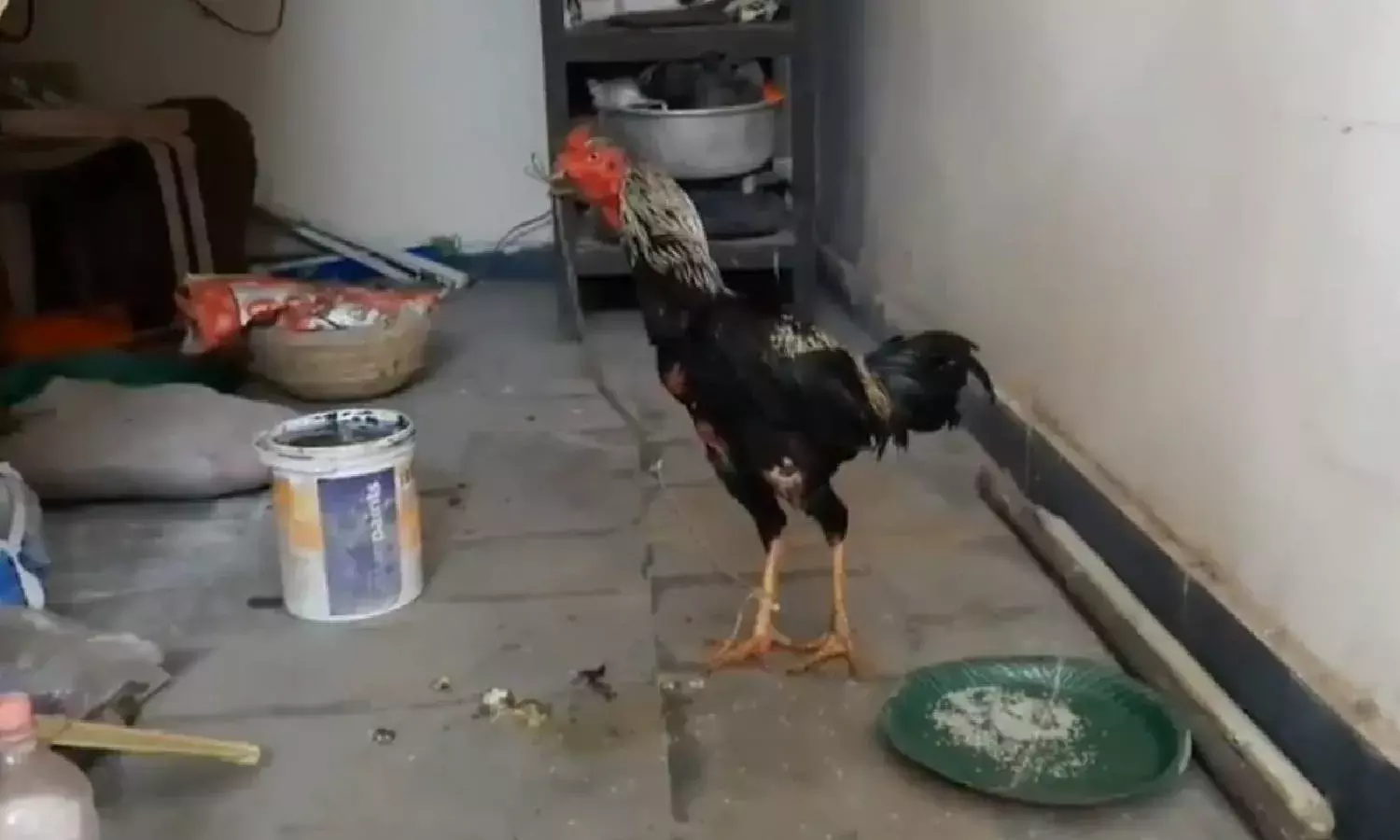 Cockfighting rooster kills man in freak accident in Jagtial