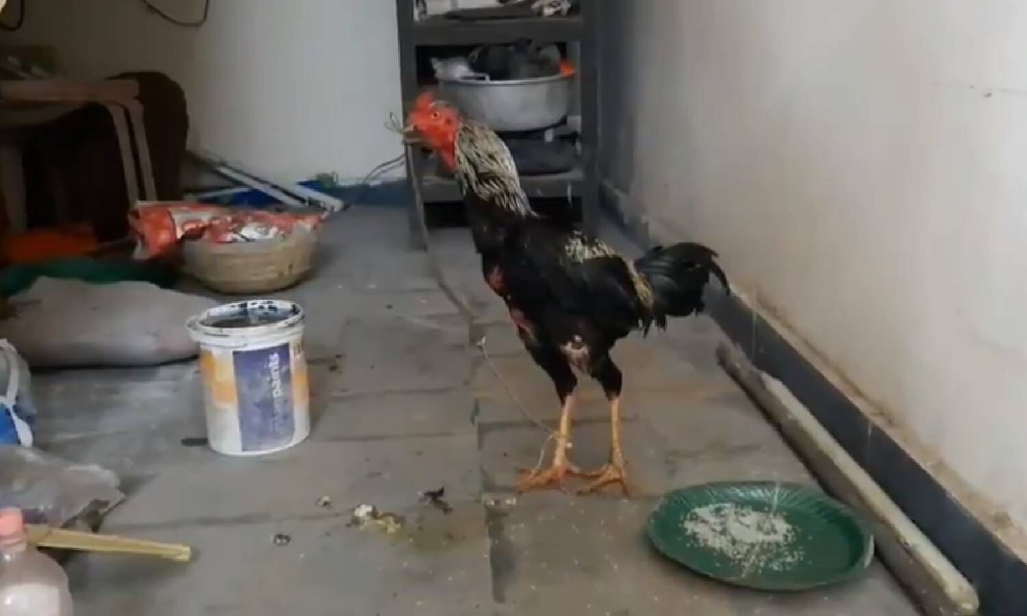 Cockfighting Rooster Kills Man In Freak Accident In Jagtial