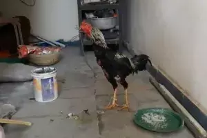 Cockfighting rooster kills man in freak accident in Jagtial Cockfighting rooster kills man in freak accident in Jagtial