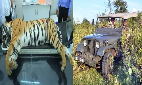 Tigress Avni Killing: SC refuses petition against Maha govt; the Hyderabad connect to it
