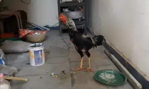 Cockfighting rooster kills man in freak accident in Jagtial