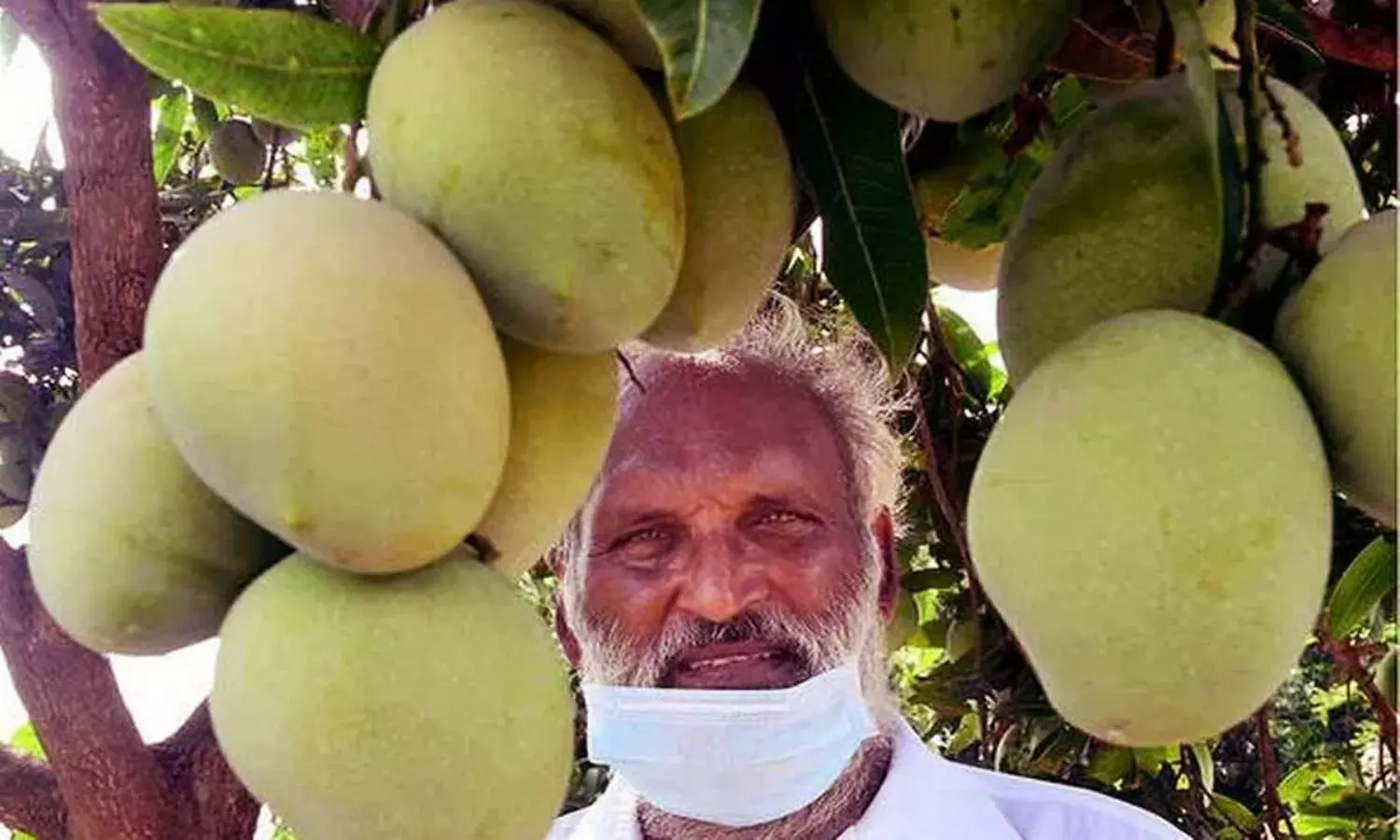 Sweet mangoes turn sweeter for farmers in Andhra Pradesh