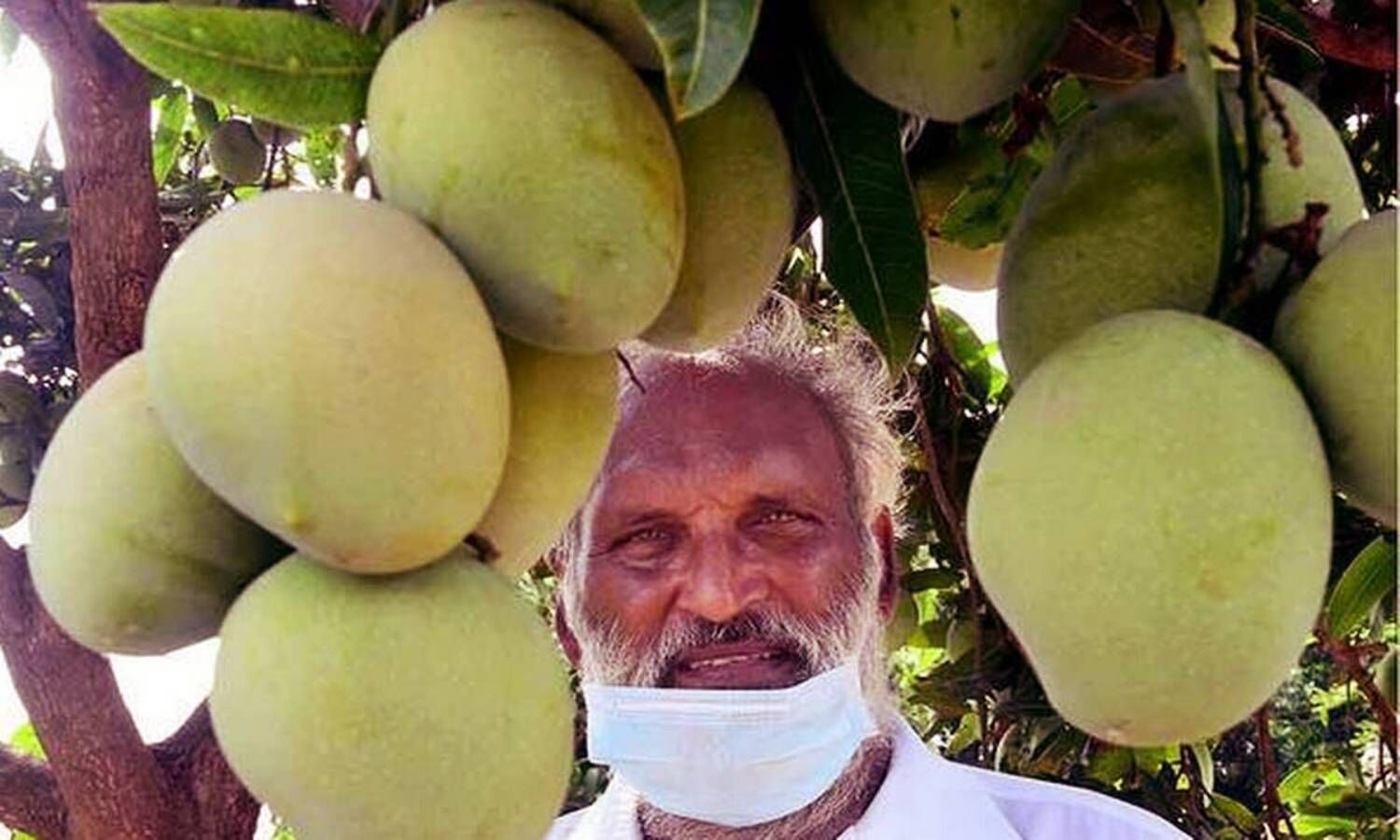 Sweet mangoes turn sweeter for farmers in Andhra Pradesh