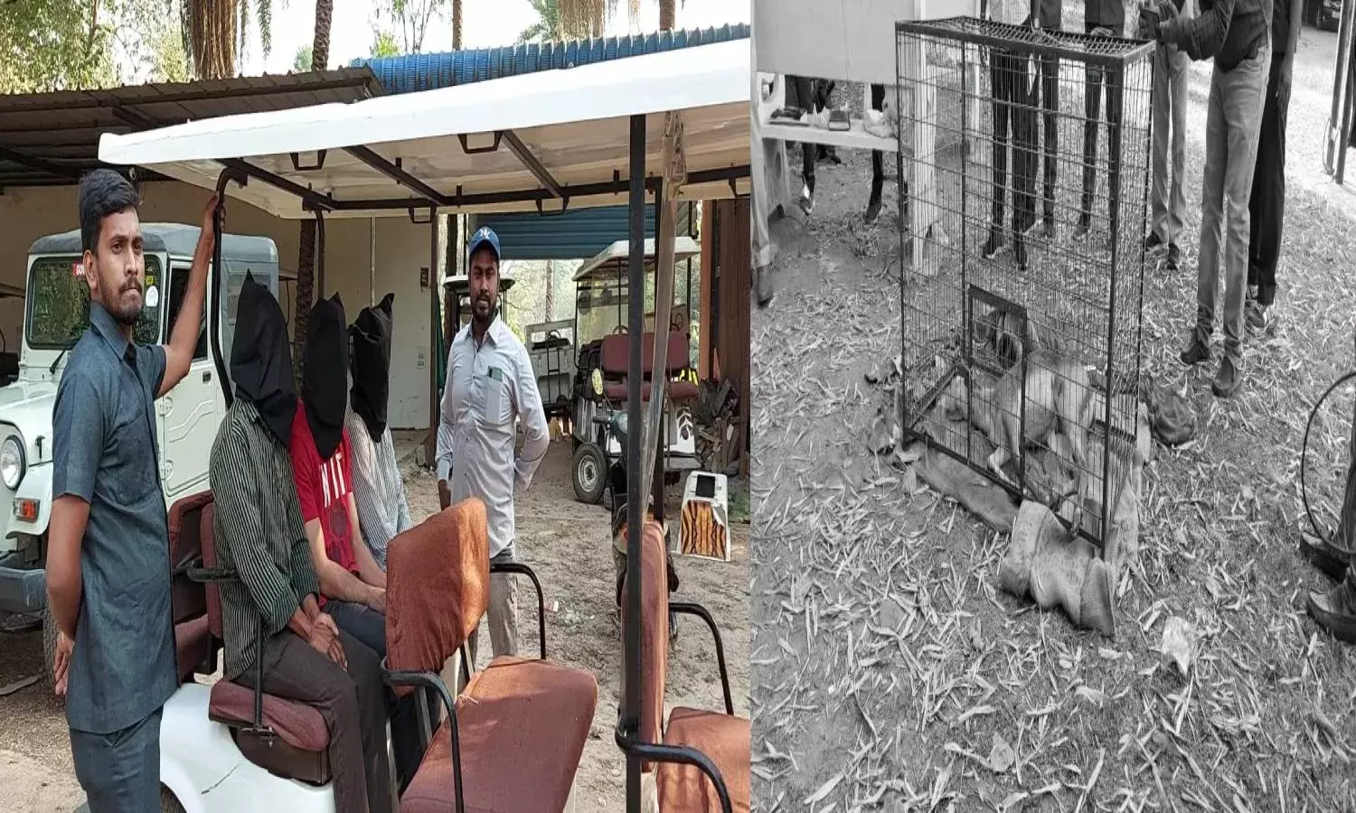 Hyderabad police nab 3 for hunting, selling wild animals; rescue Black Buck