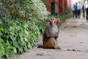 Monkey menace: MCA student slips to death at Warangal Monkey menace: MCA student slips to death at Warangal