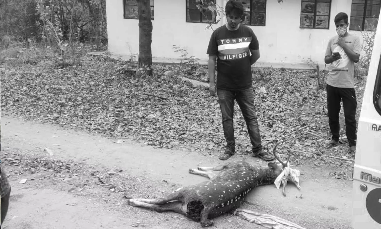 Spotted deer found dead on UoH campus, 4th this month