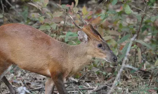 Another spotted deer killed at UoH, fifth this month