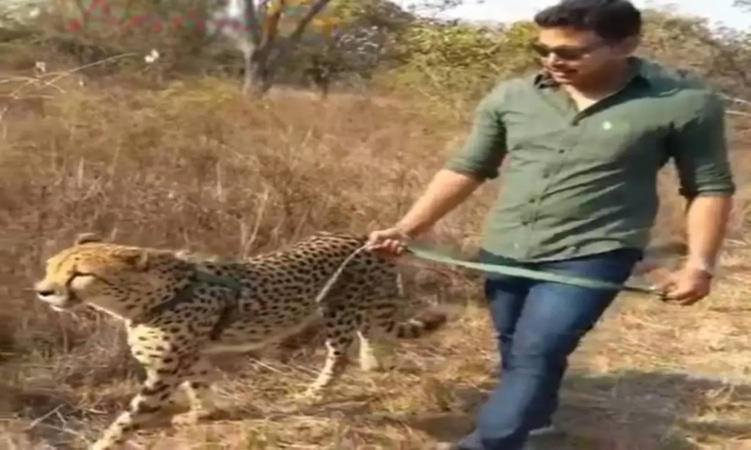 Nagarjuna Sagar by-poll:  TRS candidate walks Cheetah,  video goes viral