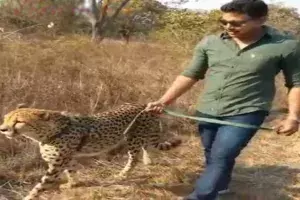 Nagarjuna Sagar by-poll: TRS candidate walks Cheetah, video goes viral Nagarjuna Sagar by-poll: TRS candidate walks Cheetah, video goes viral