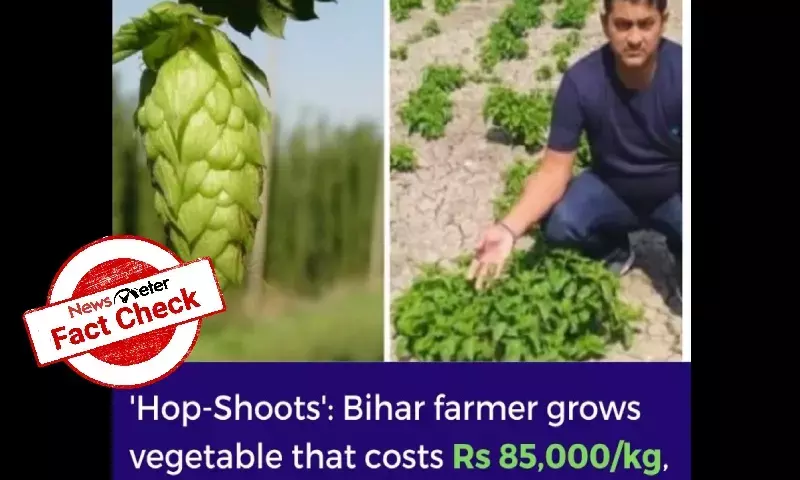 hop shoots, bihar