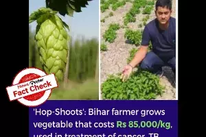 hop shoots, bihar hop shoots, bihar