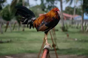 Siricilla man seeks police action against truck driver who ran over his hen Siricilla man seeks police action against truck driver who ran over his hen