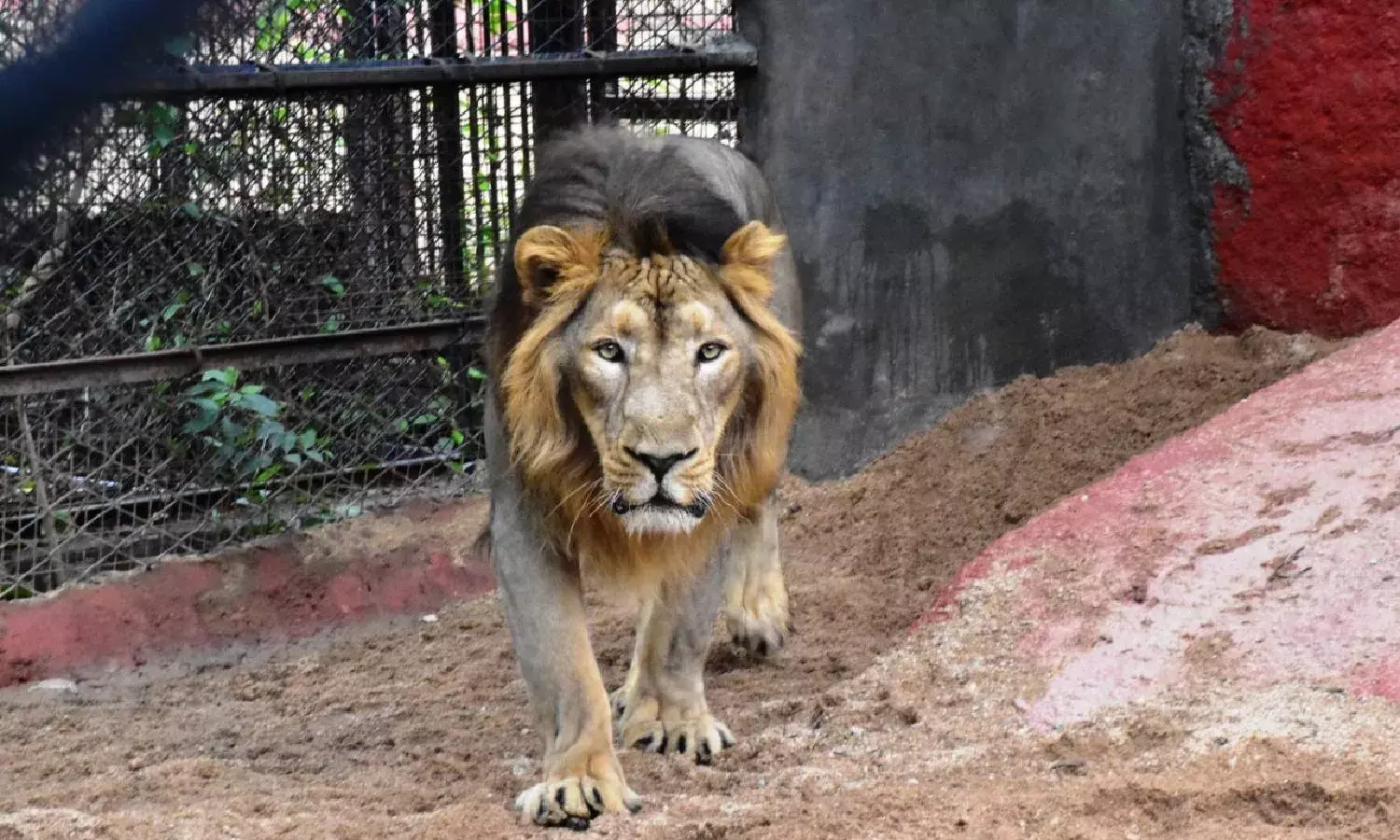 Eight Asiatic lions at the Hyderabad Zoo tested COVID positive
