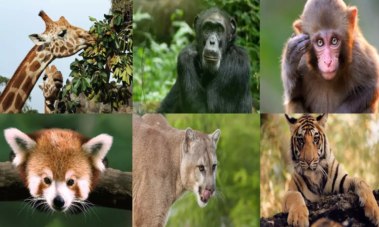 No evidence to prove animals can transmit COVID-19 to humans: Centre