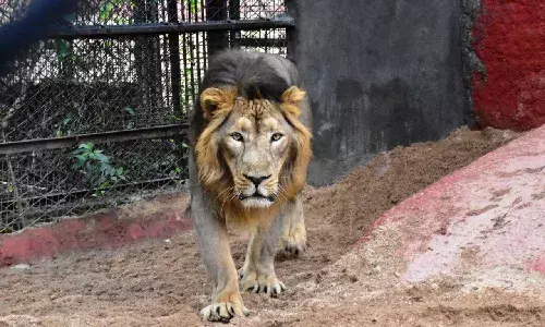 Eight Asiatic lions at the Hyderabad Zoo tested COVID positive