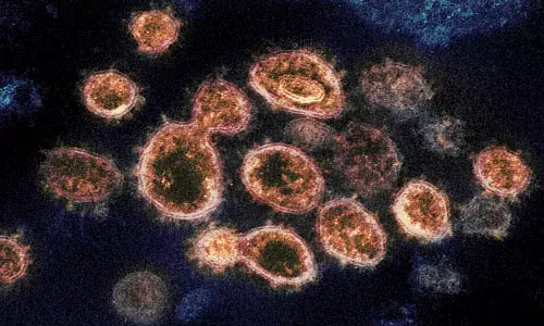 No data to suggest AP strain N440K more infectious than other variants: AP govt