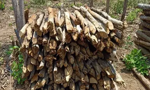 Dignity to dead: Telangana forest department to supply 1,000 tonnes of firewood to crematoriums