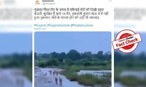 Fact Check: Video showing Gujarats Gir lions after cyclone Tauktae is from South Africa