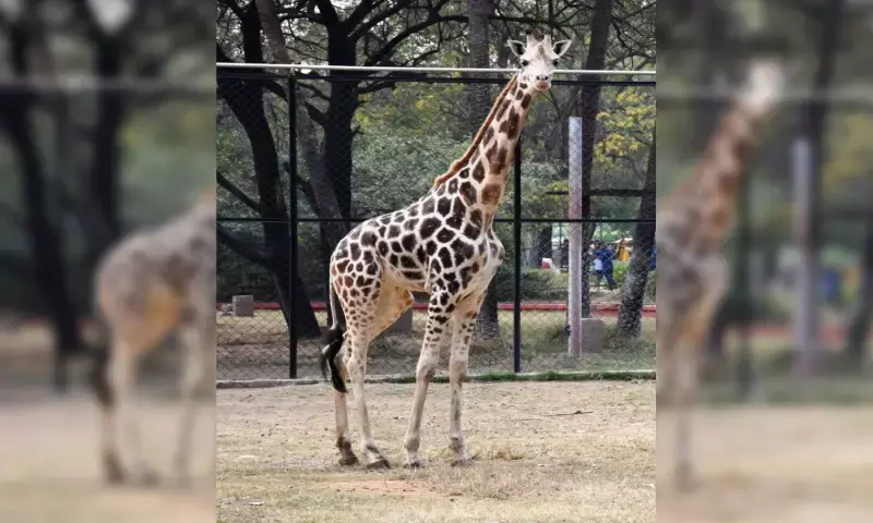 4-yr-old female giraffe Bubli of  Hyderabads Nehru Zoo Park dies