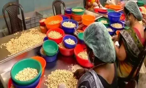 Labor shortage to drop in sales: Andhra cashew industry stares at huge losses