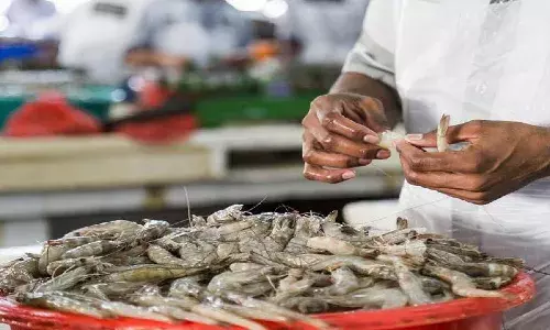 `Blame it on the fish: Indias seafood exports drop by 10.88%, thanks to COVID