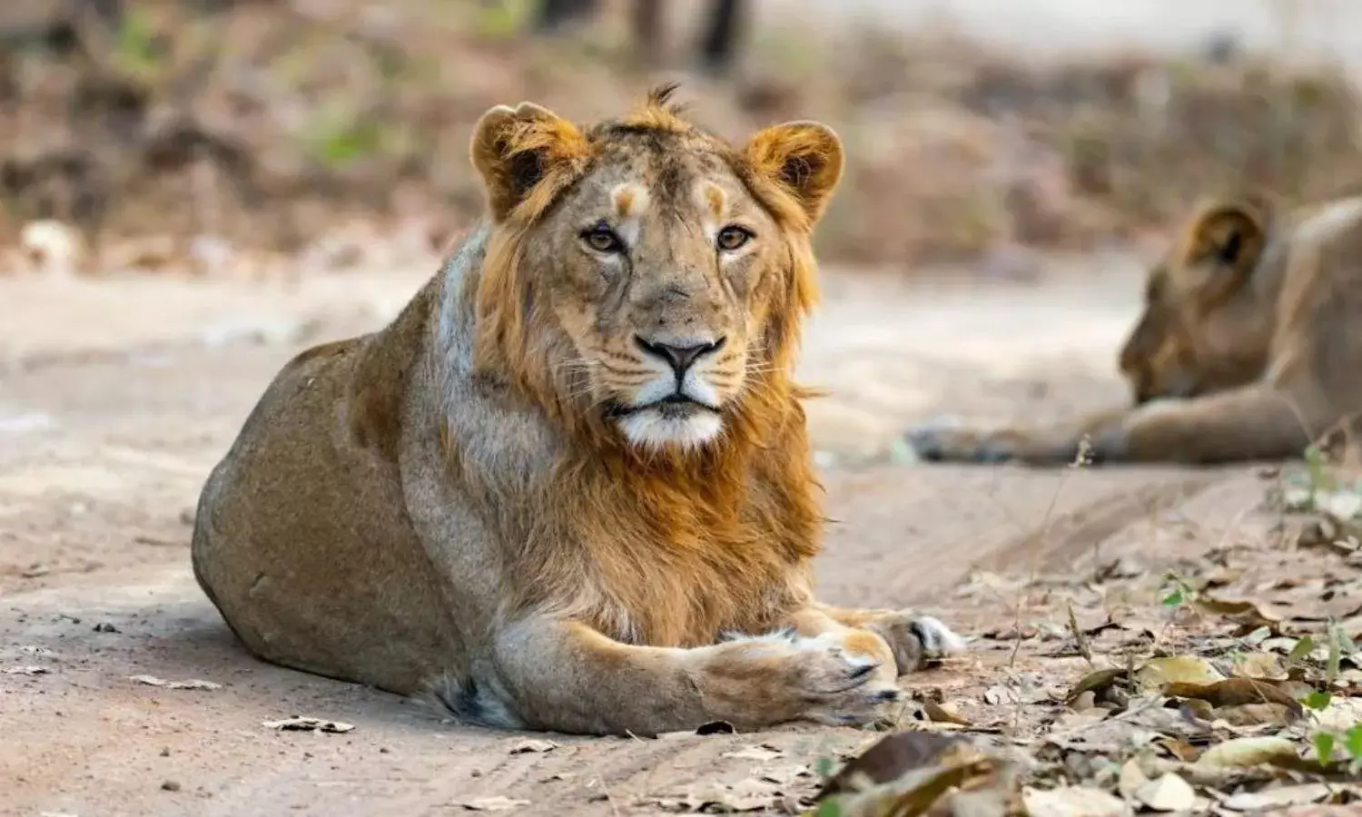 Lioness dies of suspected COVID19 infection at Vandalur Zoo in Chennai, 8 other lions infected