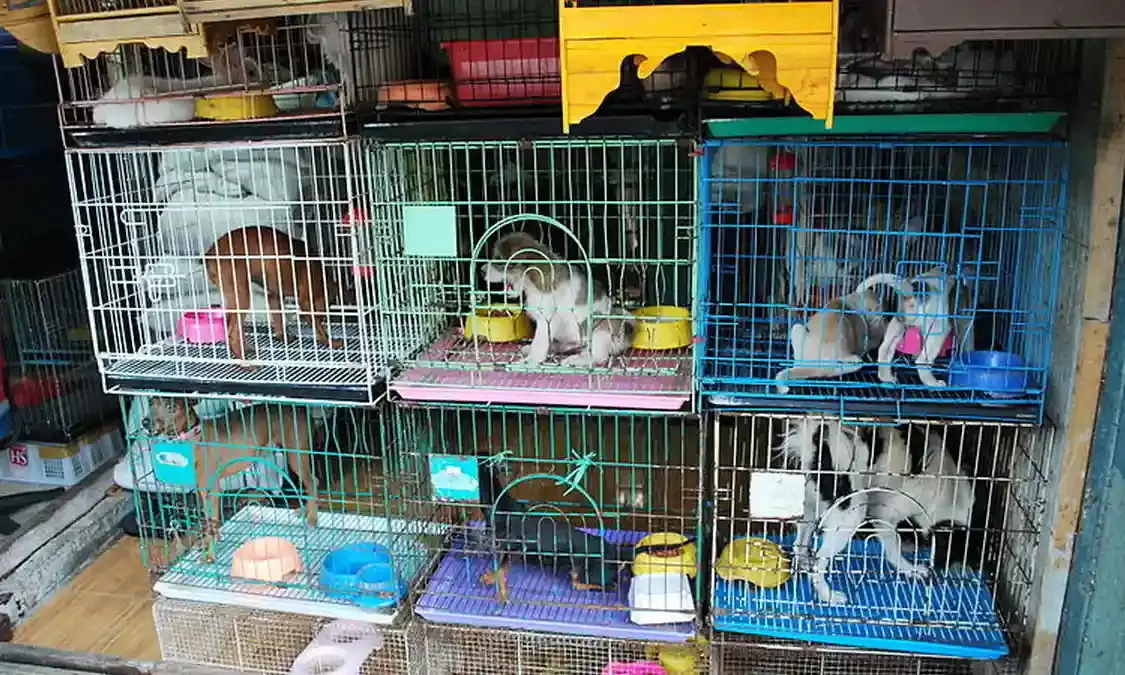 pet shops, animal welfare laws