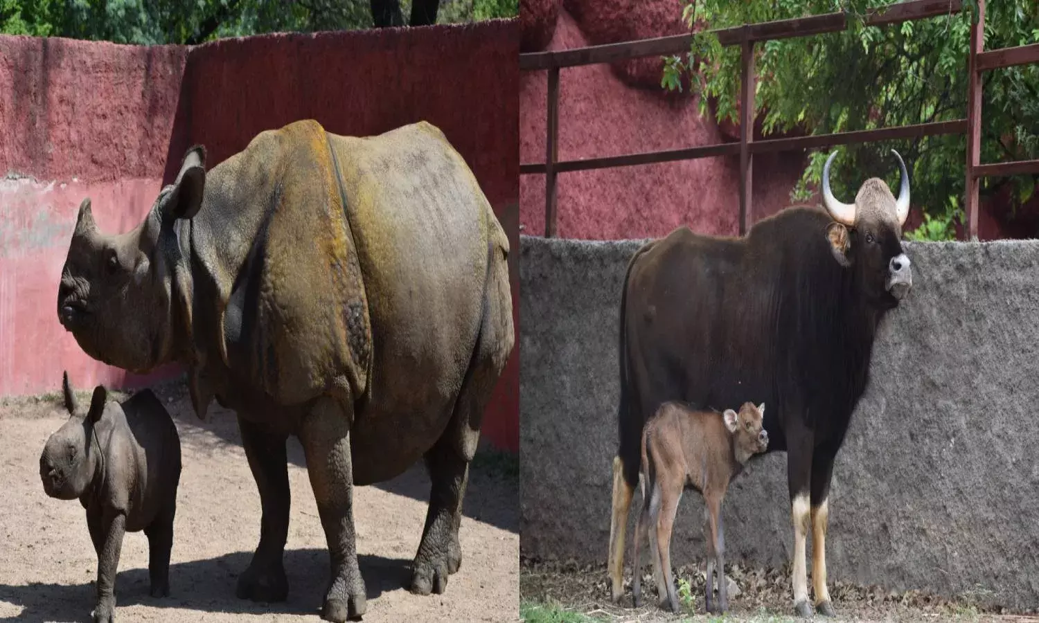 Hyderabad zoo welcomes one-horned rhino, gaur calves