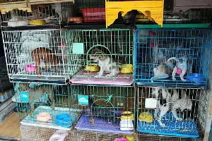 pet shops, animal welfare laws pet shops, animal welfare laws