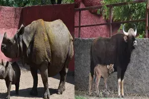Hyderabad zoo welcomes one-horned rhino, gaur calves Hyderabad zoo welcomes one-horned rhino, gaur calves